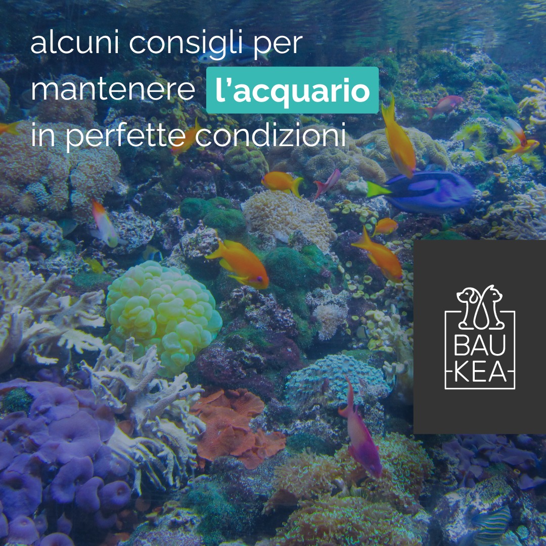 Cari appassionati di acquari, sappiamo quanto sia importante mantenere un ambiente sano e pulito per i vostri pesci, e un acquario ben curato non solo rende i vostri pesci più felici, ma anche più sani. 🐠

Ecco alcuni consigli utili per mantenere il vostro acquario in perfette condizioni, direttamente dagli esperti di BauKea! 

1. 𝘊𝘢𝘮𝘣𝘪𝘰 𝘥𝘦𝘭𝘭'𝘢𝘤𝘲𝘶𝘢 𝘳𝘦𝘨𝘰𝘭𝘢𝘳𝘦: cambia l'acqua ogni settimana per rimuovere le tossine accumulate.
2. 𝘗𝘶𝘭𝘪𝘻𝘪𝘢 𝘥𝘦𝘪 𝘧𝘪𝘭𝘵𝘳𝘪: assicurati di pulire i filtri regolarmente.
3. 𝘊𝘰𝘯𝘵𝘳𝘰𝘭𝘭𝘰 𝘥𝘦𝘪 𝘭𝘪𝘷𝘦𝘭𝘭𝘪 𝘥𝘦𝘭𝘭𝘦 𝘴𝘰𝘴𝘵𝘢𝘯𝘻𝘦 𝘤𝘩𝘪𝘮𝘪𝘤𝘩𝘦: monitora i livelli di ammoniaca, nitriti e nitrati nel tuo acquario utilizzando kit di test specifici. 
4. 𝘗𝘶𝘭𝘪𝘻𝘪𝘢 𝘥𝘦𝘪 𝘷𝘦𝘵𝘳𝘪: usa raschietti o spugne apposite per acquari per pulire i vetri sia all'interno che all'esterno.

Inoltre, su BauKea trovi 𝙎𝙀𝙍𝘼 𝘼𝙌𝙐𝘼𝙏𝘼𝙉, un prodotto che trasforma immediatamente l'acqua del rubinetto in acqua sana e adatta alla vita dei pesci, in grado di rimuovere sostanze nocive in brevissimo tempo! 🐚

www.baukea.com 

BauKea 🐾 
Pet Lifestyle

#BauKea #PetLifeStyle #CuraAcquario #AcquarioPulito #AmantiDeiPesci