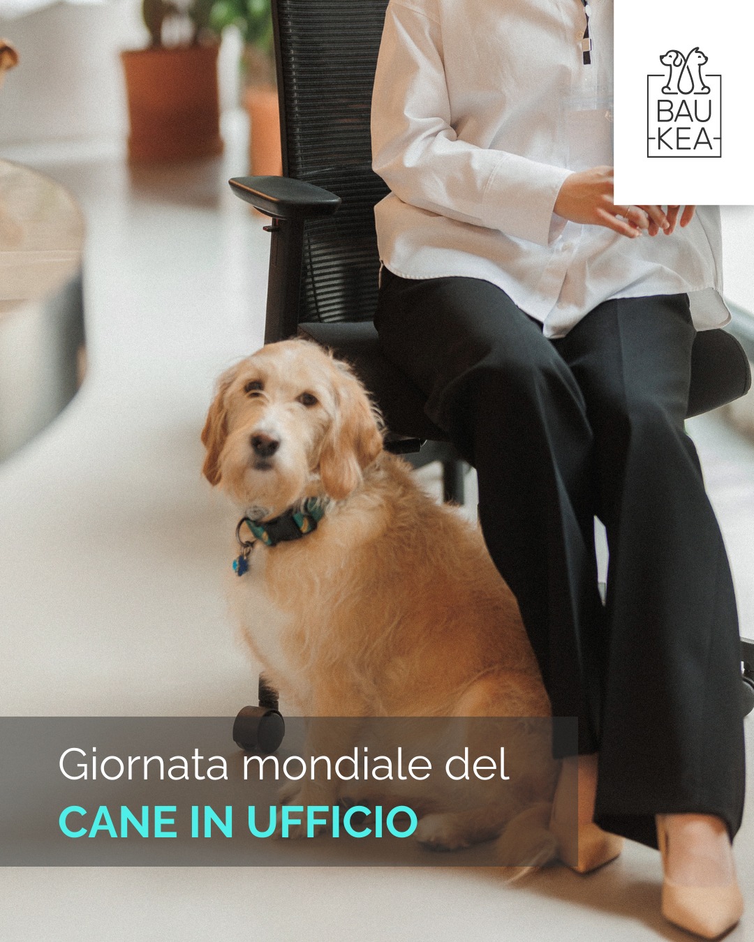 Oggi, 26 Giugno, si celebra la giornata mondiale del Cane in Ufficio! 🐾 Un'occasione speciale per riflettere sui benefici incredibili che i nostri amici pelosi possono portare in un ambiente lavorativo. 💼

Sapevi che la presenza di un cane in ufficio può:
▪️ Ridurre lo stress 😌
▪️ Aumentare la produttività 💪
▪️ Migliorare l'umore di tutti i colleghi 😊
▪️ Incoraggiare le pause attive per staccare un po'🚶‍♀️

Se il tuo ufficio lo permette, oggi è il giorno perfetto per portare il tuo fedele compagno e condividere la tua giornata! Se non è possibile, un abbraccio extra e un gioco divertente al rientro saranno il premio perfetto. ❤️

E per i "colleghi a quattro zampe" più esigenti, BauKea ha tutto l'occorrente per la loro giornata lavorativa (o di riposo!): dai morbidi cuscini da ufficio ai giochi interattivi per le pause di concentrazione. 

Scoprili su www.baukea.com!

BauKea🐾
Pet Lifestyle

#BauKea #PetLifeStyle #TakeYourDogToWorkDay #CaneInUfficio #PetFriendlyOffice #BenessereAnimale #LavoroConAmore