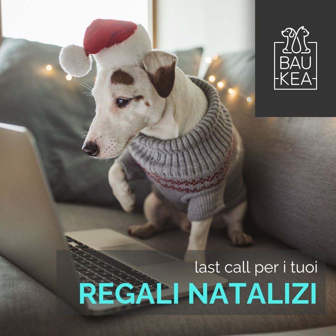 🎄🎁 𝗟𝗮𝘀𝘁 𝗖𝗮𝗹𝗹 𝗽𝗲𝗿 𝗶 𝗥𝗲𝗴𝗮𝗹𝗶 𝗡𝗮𝘁𝗮𝗹𝗶𝘇𝗶! 🎁🎄

Il Natale è alle porte e c'è ancora tempo per fare il regalo perfetto ai tuoi amici a quattro zampe... o a quelli degli altri! Che sia per il tuo cane, il tuo gatto, o per il cucciolo di un amico, su BauKea trovi tutto ciò che serve per farli felici: giochi, accessori e molto altro! ✨

Non perdere altro tempo e approfitta della nostra 𝗽𝗿𝗼𝗺𝗼 natalizia per fare un regalo a chi ti sta più a cuore. 🎅🏼❤️

www.baukea.com

BauKea 🐾 
Pet Lifestyle

#BauKea #PetLifeStyle #Offerte #PetLovers #Natale2024