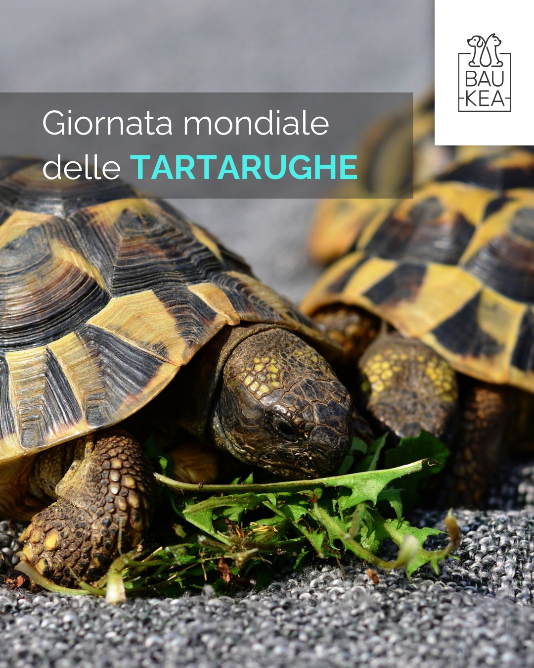 Oggi è la giornata mondiale delle 𝐓𝐚𝐫𝐭𝐚𝐫𝐮𝐠𝐡𝐞! 🐢

Vivono da milioni di anni, ma oggi hanno bisogno del nostro aiuto più che mai. Tra plastica in mare, inquinamento e cambiamenti climatici, molte specie sono a rischio di estinzione. 

 👉 Cosa puoi fare tu?

- Riduci l’uso della plastica
- Non disturbare i nidi in spiaggia
- Sostieni le associazioni che si prendono cura di loro
- Non prendere le tartarughe di terra dalla natura, piuttosto adottale nei centri autorizzati

Perché la lentezza va rispettata e amata. 

BauKea🐾
Pet Lifestyle

#BauKea #PetLifeStyle #Tartarughe