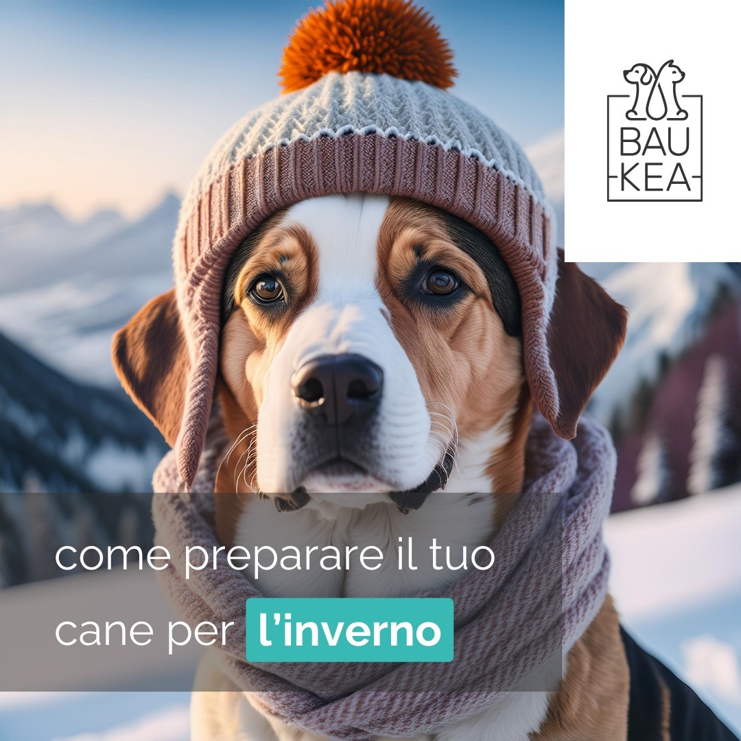 L'inverno è alle porte...

Mentre ci prepariamo a goderci la magia della stagione, è fondamentale garantire anche il comfort e la salute del nostro amico a quattro zampe. Ecco alcuni suggerimenti per assicurarti che il tuo cane affronti l'inverno nel migliore dei modi.

1. 𝐂𝐮𝐫𝐞 𝐩𝐞𝐫 𝐢𝐥 𝐏𝐞𝐥𝐨: Spazzola regolarmente il pelo per mantenere la pelle sana. ✂️
2. 𝐀𝐭𝐭𝐞𝐧𝐳𝐢𝐨𝐧𝐞 𝐚𝐢 𝐏𝐢𝐞𝐝𝐢: Controlla e pulisci le zampe dopo ogni passeggiata per prevenire irritazioni. 🦶
3. 𝐍𝐮𝐭𝐫𝐢𝐳𝐢𝐨𝐧𝐞 𝐀𝐝𝐞𝐠𝐮𝐚𝐭𝐚: Consulta il veterinario per eventuali aggiustamenti nella dieta. 🍽️
5. 𝐂𝐨𝐦𝐟𝐨𝐫𝐭 𝐢𝐧 𝐂𝐚𝐬𝐚: Assicurati che il tuo cane abbia un posto caldo e accogliente. 🏠
6. 𝐏𝐫𝐨𝐭𝐞𝐳𝐢𝐨𝐧𝐞 𝐀𝐝𝐞𝐠𝐮𝐚𝐭𝐚: Considera un cappottino per i cani a pelo corto o di piccola taglia. 🧥

Visita BauKea per una vasta selezione di prodotti perfetti per l’inverno! 🛒✨

www.baukea.com

BauKea 🐾
Pet Lifestyle

#BauKea #PetLifestyle #Inverno #CuraDelCane #PetLovers