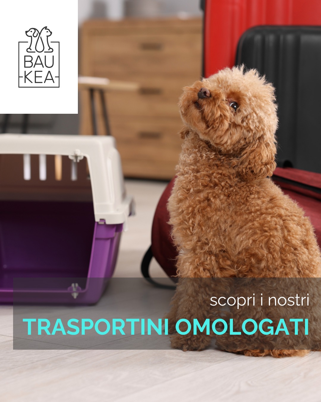 Sogni già le vacanze? 🏖️

Se porti il tuo amico a quattro zampe con te, la preparazione è metà del divertimento! 🐾 

Non dimenticare l'essenziale per un viaggio sereno e sicuro. Dai documenti ai giochi preferiti, pensiamo a tutto!

Cosa non manca mai nella valigia del tuo pet? Inizia dal comfort con un trasportino omologato! 

Scoprili su 👇
www.baukea.com 

BauKea🐾
Pet Lifestyle

#BauKea #PetLifeStyle #ViaggiConBauKea #PetInViaggio #VacanzeAQuattroZampe #TravelPet