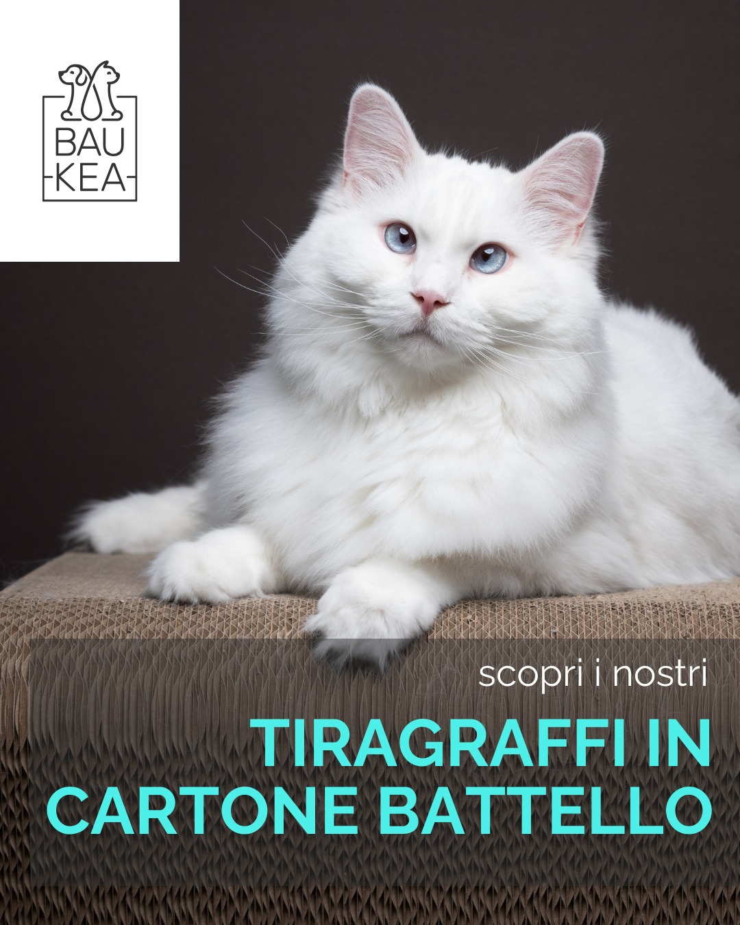 Graffiare è un bisogno naturale per il tuo gatto... ma meglio farlo nel posto giusto! 😼

Il 𝐓𝐢𝐫𝐚𝐠𝐫𝐚𝐟𝐟𝐢 𝐢𝐧 𝐂𝐚𝐫𝐭𝐨𝐧𝐞 𝐁𝐚𝐭𝐭𝐞𝐥𝐥𝐨 è il rifugio perfetto per il tuo micio, dove potrà rilassarsi e giocare senza rovinare i tuoi mobili. Realizzato in cartone ondulato resistente e decorato con un design a fiori, si adatta perfettamente ad ogni angolo della tua casa. 

L'interno è, inoltre, arricchito da erba gatta che lo renderà irresistibile al vostro gatto! 😻

Non aspettare, ordinalo oggi! 

www.baukea.com

BauKea🐾
Pet Lifestyle

#BauKea #PetLifeStyle #Tiragraffi #BenesserePet