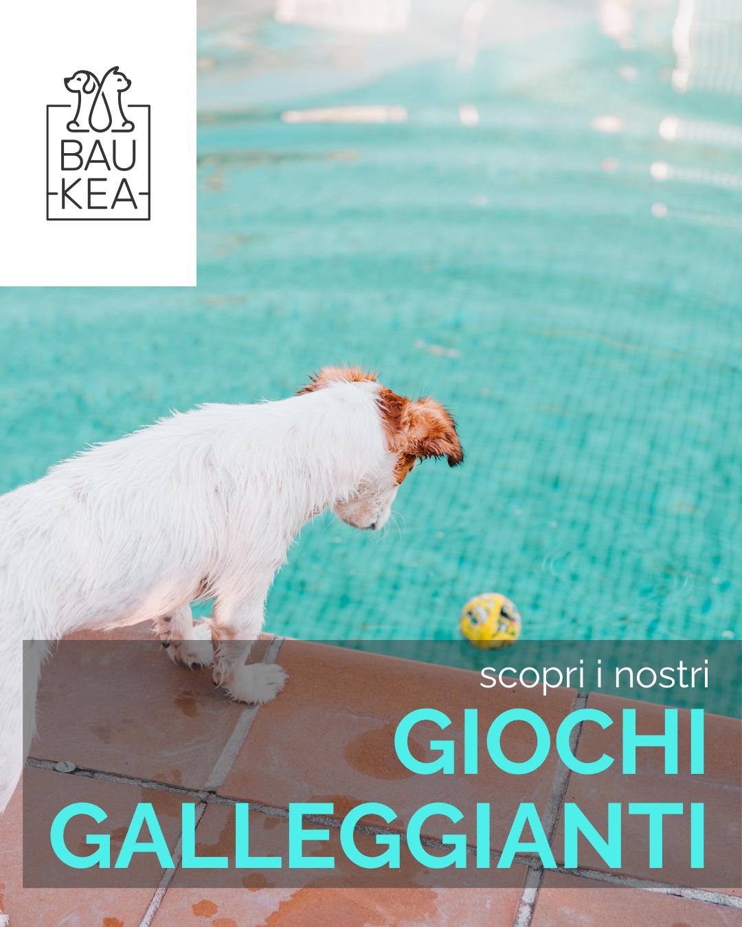 L'estate è anche tempo di giochi! 🤩 Ma con il caldo, meglio optare per attività divertenti e rinfrescanti. 💧 Palline galleggianti, giochi d'acqua o sessioni di gioco leggere nelle ore meno calde. Il divertimento continua, in tutta sicurezza!

Non perdere i nostri giochi galleggianti ideali per l'acqua su BauKea.com! 
👇
urly.it/31b6kx

BauKea🐾
Pet Lifestyle

#GiochiEstivi #PetFreschi #DivertimentoConBauKea #EstateGiochi