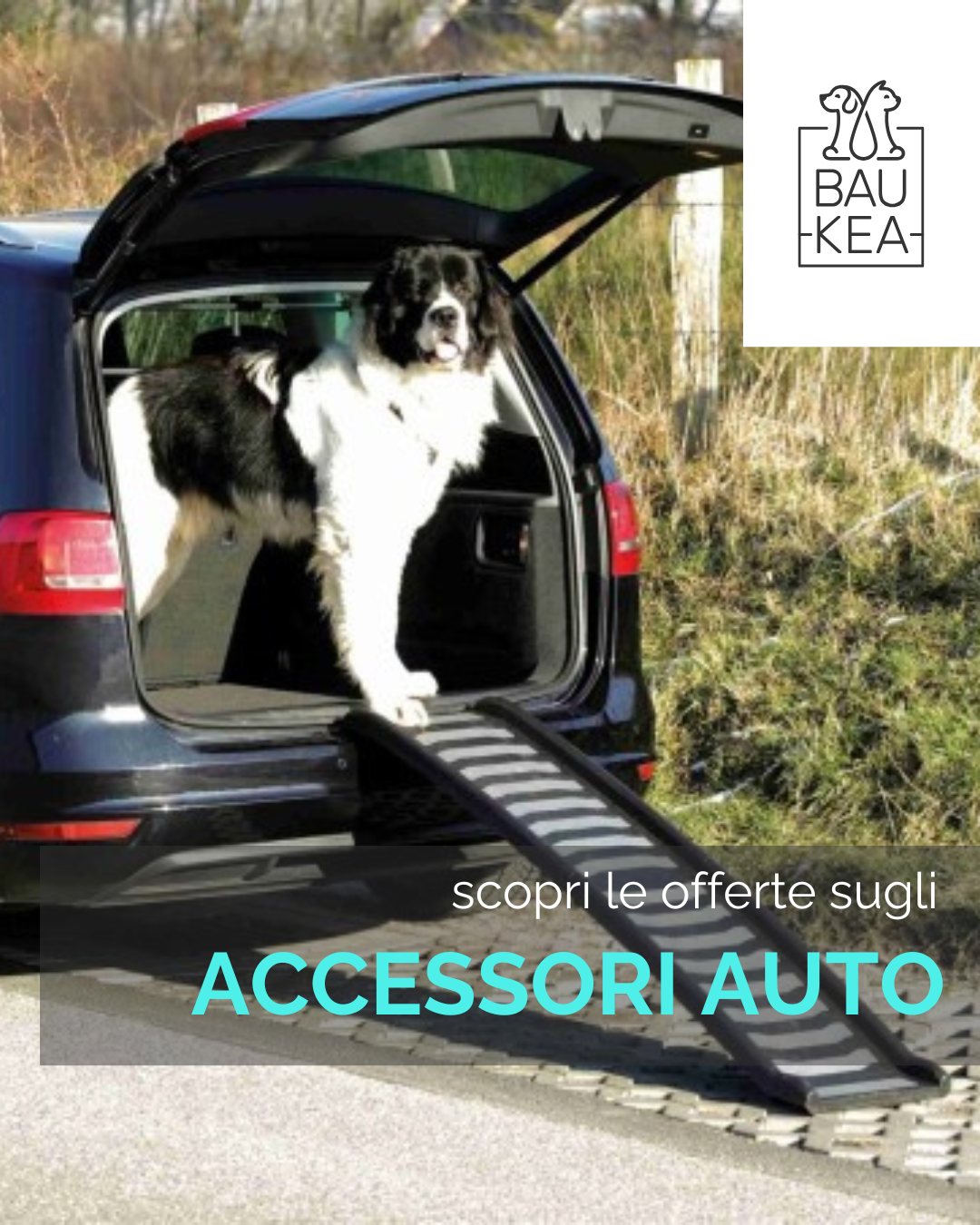 Hai un cane anziano, un cucciolo, o semplicemente vuoi rendere più comodo ogni spostamento? La nostra Rampa Pieghevole in Plastica 39x160 cm di Trixie è la soluzione perfetta! Progettata per cani fino a 70 kg, questa rampa leggera (solo 4.7 kg) e robusta facilita l'accesso all'auto, al divano o ad altri spazi elevati, proteggendo le articolazioni del tuo pet e la tua schiena.

Grazie alla sua superficie antiscivolo (anche da bagnata) e ai piedini in gomma antiscivolo, garantisce stabilità e sicurezza in ogni situazione. È pieghevole, quindi facile da trasportare e riporre in poco spazio. Rendere la vita del tuo fedele amico più semplice e sicura non è mai stato così facile!

Offri al tuo cane la libertà di muoversi senza sforzo e goditi la praticità. Acquistala ora su BauKea.com e trasforma ogni salita in un gioco da ragazzi!

Scopri di più: urly.it/31b6ky.

BauKea🐾
Pet Lifestyle

#RampaCane #AccessoFacile #BauKea #CaniFelici #MobilitàPet #SicurezzaAnimale