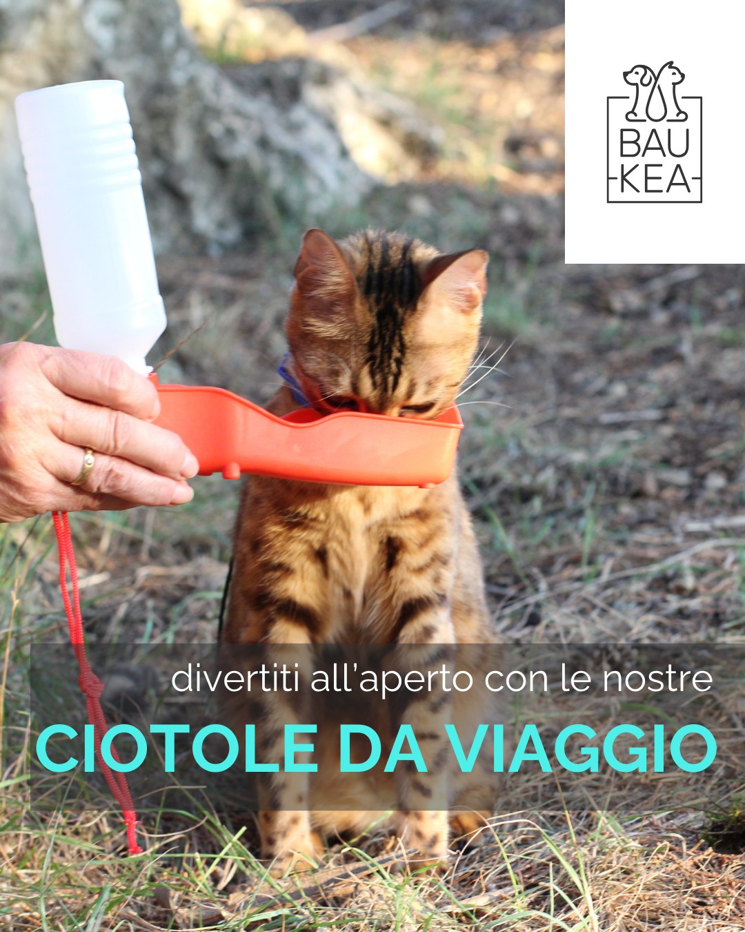 Pronti a tuffarvi nell'estate? ☀️ 
Finalmente è arrivata e con lei la voglia di sole, avventura e tanto divertimento con i nostri amici pelosi! 🐕🐈 

Che sia una passeggiata al parco, un pisolino in giardino o le prime gite al mare, rendiamo questa estate indimenticabile per i nostri pet!

✨ Per le vostre avventure, non dimenticare una comoda ciotola da viaggio! Le trovi tutte su https://ow.ly/4CCo50VZVYg.

BauKea🐾
Pet Lifestyle

#BauKea #PetLifeStyle #EstateConBauKea #PetFelici #AvventuraAQuattroZampe #Giugno