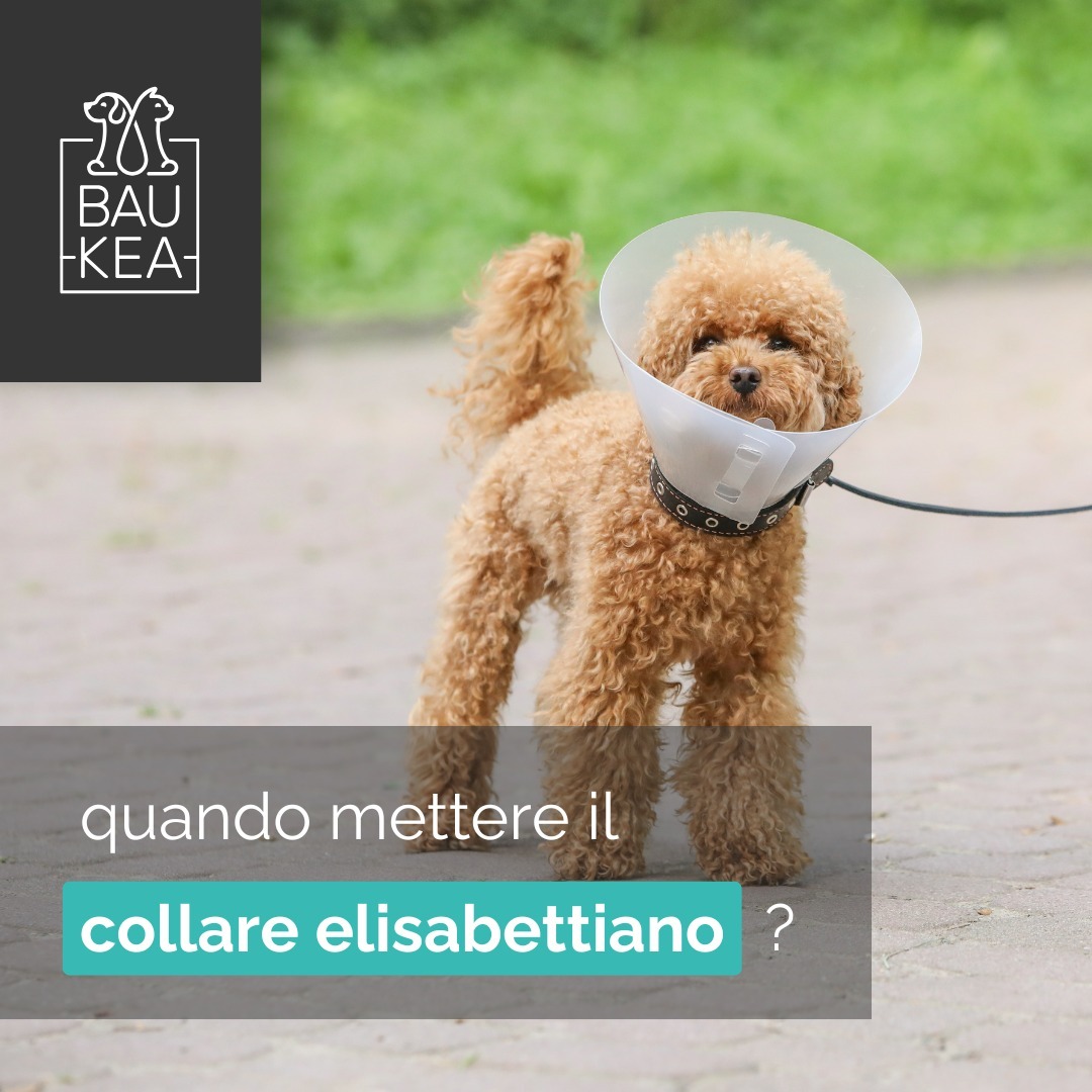 Collare Elisabettiano: Quando Usarlo? 🐶

Il collare elisabettiano è un prezioso strumento di supporto per la convalescenza del tuo cane. Progettato per prevenire graffi, morsi e leccature sulle zone sensibili, offre comfort e libertà di movimento, senza ostacolare la vista.

Quando Metterlo?

· 𝗗𝗼𝗽𝗼 𝗜𝗻𝘁𝗲𝗿𝘃𝗲𝗻𝘁𝗶 𝗖𝗵𝗶𝗿𝘂𝗿𝗴𝗶𝗰𝗶: Previene il rischio di strappare i punti di sutura.
· 𝗗𝘂𝗿𝗮𝗻𝘁𝗲 𝗧𝗲𝗿𝗮𝗽𝗶𝗲 𝗽𝗲𝗿 𝗶𝗹 𝗣𝗿𝘂𝗿𝗶𝘁𝗼: Impedisce il leccamento compulsivo che può aggravare irritazioni o allergie.
· 𝗣𝗲𝗿 𝗖𝗼𝗺𝗽𝗼𝗿𝘁𝗮𝗺𝗲𝗻𝘁𝗶 𝗖𝗼𝗺𝗽𝘂𝗹𝘀𝗶𝘃𝗶: Se il tuo cane tende a mordersi o grattarsi eccessivamente, il collare aiuta a interrompere questa abitudine.

Da BauKea, siamo qui per supportare il benessere del tuo cane in ogni fase della sua vita! 

www.baukea.com 

BauKea 🐾 
Pet Lifestyle

#BauKea #PetLifeStyle #CollareElisabettiano #ShoppingPerAnimali #PetLovers