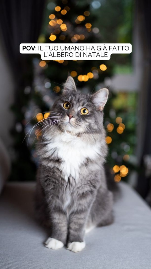 Quando i gatti decidono che l’albero di Natale è un gioco… il disastro è assicurato! 

Scopri su BauKea i prodotti per distrarre i tuoi cuccioli e salvare il tuo albero! 🎄

Se anche il  tuo gatto adora distruggere le decorazioni natalizie, condividi il video nei commenti e taggaci, lo renderemo protagonista delle nostre storie. 

www.baukea.com

BauKea 🐾 
Pet Lifestyle

#BauKea #PetLifestyle #ShoppingPerAnimali #PetLovers #Natale2024