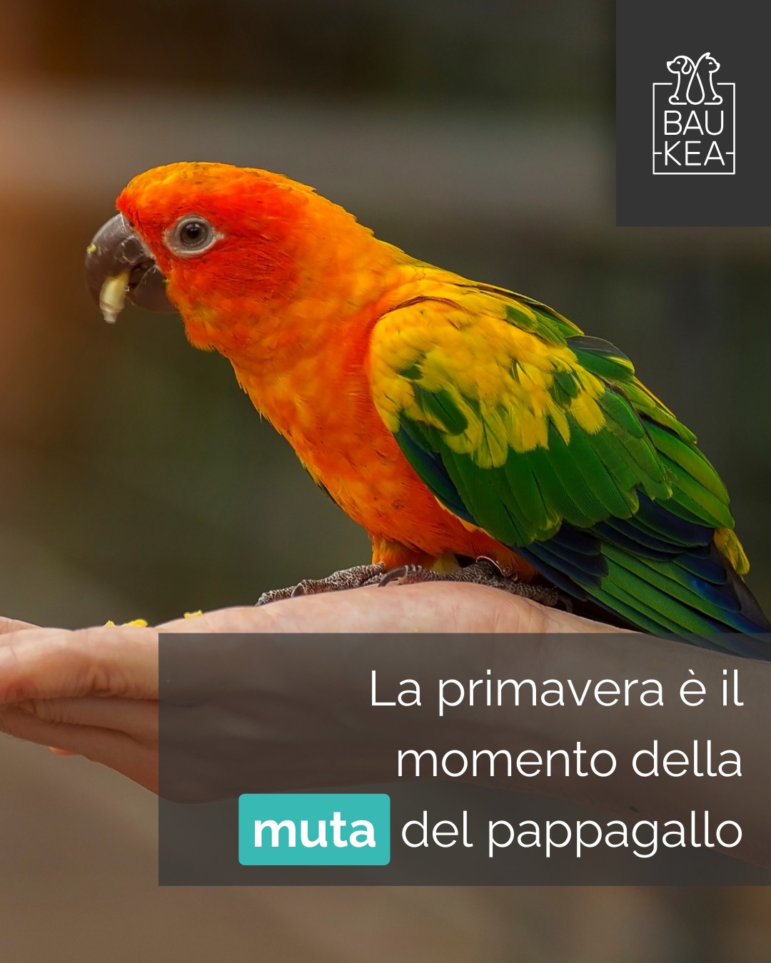 🌸 La primavera è il momento della muta per il tuo pappagallino 🦜

Un processo naturale in cui perde le vecchie piume per far spazio a un piumaggio nuovo e splendente.

Potresti notare più piume sparse nella gabbia un leggero calo di energia e qualche cambiamento nel suo umore ma niente paura è tutto normale. Per aiutarlo, assicurati che la sua alimentazione sia ricca di vitamine e proteine fondamentali per la crescita delle nuove piume, offrigli bagnetti frequenti per alleviare il fastidio e idratare la pelle, evita sbalzi di temperatura e correnti d’aria e soprattutto regalagli tranquillità e attenzioni.

In poche settimane tornerà a essere splendido e pieno di energia pronto a godersi la bella stagione con te!✨

www.baukea.com

BauKea🐾
Pet Lifestyle

#BauKea #PappagalliniFelici #CuraDegliUccelli #PrevenzionePet #CambioStagione