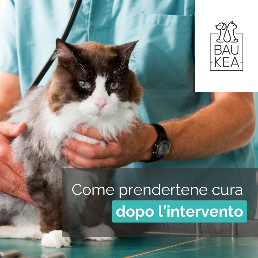 𝗜 𝗖𝗼𝗻𝘀𝗶𝗴𝗹𝗶 𝗱𝗶 𝗕𝗮𝘂𝗞𝗲𝗮 🐱💖

Dopo un intervento chirurgico, il tuo gatto ha bisogno di attenzione extra per riprendersi al meglio. Come proprietari responsabili, è fondamentale offrire il giusto supporto per aiutarlo a guarire velocemente e senza stress. 

Ecco alcuni consigli per prenderti cura di lui:

• Prepara un angolo tranquillo dove il gatto possa riposare senza stress.
• Controlla la guarigione della ferita e usa collari protettivi.
• Offri cibo morbido e acqua fresca per favorire il recupero.
• Evita che il gatto corra o salti troppo durante la guarigione.
• Rispetta le indicazioni del veterinario per una guarigione sicura.

Su BauKea trovi tutto ciò che serve per aiutare il tuo gatto a guarire velocemente!

www.baukea.com 

BauKea 🐾 
Pet Lifestyle

#BauKea #PetLifeStyle #ShoppingPerAnimali #PetLovers #CuraDelGatto