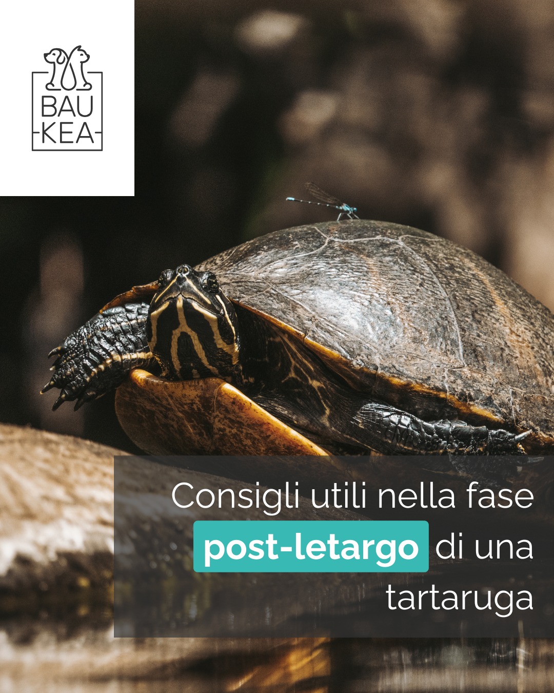 In primavera le tartarughe si risvegliano! 🐢

Il risveglio delle tartarughe dal letargo è un momento delicato. Con l'innalzamento delle temperature le tartarughe riattivano il loro metabolismo, tornano attive e riprendono ad alimentarsi in maniera regolare circa in una settimana.

Ecco alcuni consigli che potrebbero esserti utili nella fase post-letargo della tua tartarughina: 

• Controllare che gli occhi siano puliti 👁️
• Controllare che nella pelle non ci siano parassiti 
• Fare in modo che ricevano sole e calore ☀️
• Farle un bagnetto con acqua tiepida che consentirà all'animale di idratarsi e permetterà il rilascio di tossine accumulate nel sonno 💦
• Offrire vegetali freschi ogni giorno, in modo che abbia il corretto apporto di sali minerali e vitamine 🥬

Se avete ulteriori accorgimenti scriveteli nei commenti👇

www.baukea.com

BauKea🐾
Pet Lifestyle

#BauKea #PetLifeStyle #CambioStagione #PostLetargo #Tartarughe