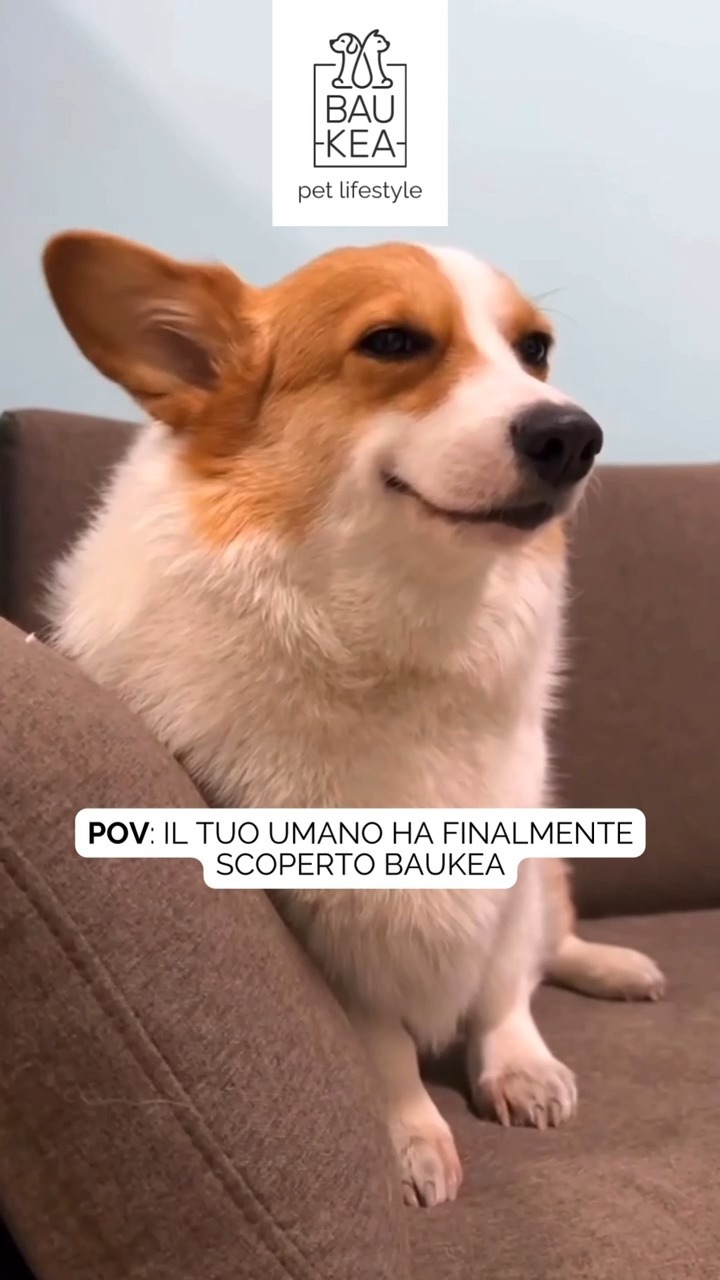 Fai felice il tuo amico a 4 zampe!

Visita il sito www.baukea.com e scopri un mondo di articoli per la loro nutrizione, divertimento e cura 🥰

BauKea 🐾
Pet Lifestyle