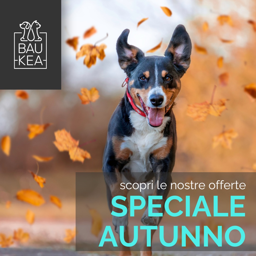 🍂 Offerte 𝗦𝗽𝗲𝗰𝗶𝗮𝗹𝗲 𝗔𝘂𝘁𝘂𝗻𝗻𝗼! 🍂

Le giornate si fanno più fresche e umide, ma il tuo cane è sempre pronto per una passeggiata! 

Per tutto il mese, approfitta delle 𝗼𝗳𝗳𝗲𝗿𝘁𝗲 𝘀𝗽𝗲𝗰𝗶𝗮𝗹𝗶 sui must-have autunnali: articoli dal design pratico e leggero, disponibili in diverse taglie per adattarsi al meglio al tuo fedele amico a quattro zampe.🧥

Visita BauKea e prepara il tuo pet per l’autunno insieme a noi!

www.baukea.com

BauKea 🐾 
Pet Lifestyle

#BauKea #PetLifeStyle #Pettorine #CambioDiStagione #PetLovers