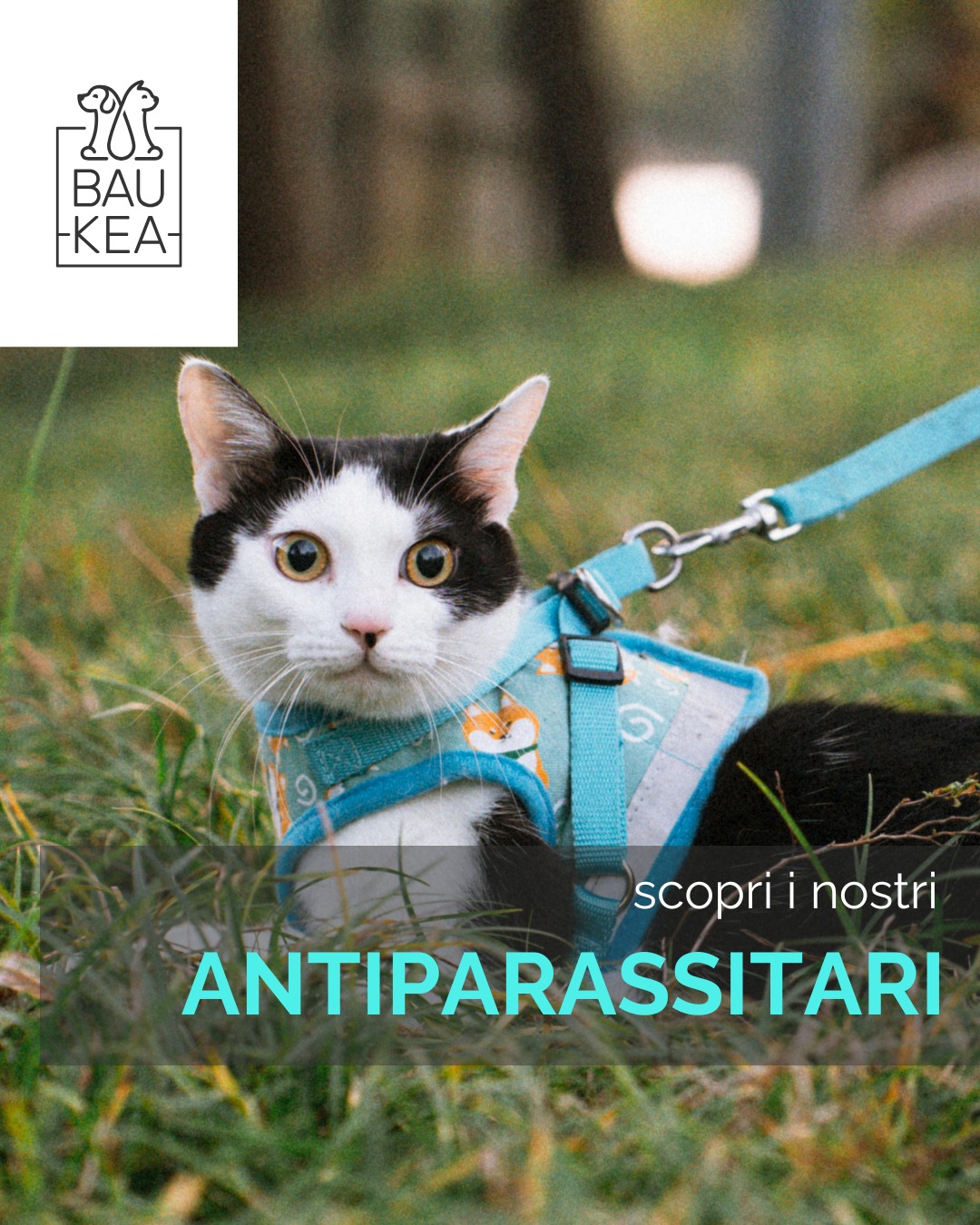 🐶✨ Proteggi chi ami con dolcezza! ✨🐱

Con l’arrivo della bella stagione, pulci, zecche e altri parassiti sono in agguato… ma niente paura! 💪

Con gli antiparassitari Baukea, il tuo cucciolo può godersi ogni passeggiata in sicurezza. 🐾🌿

✔️ Efficaci contro pulci, zecche e zanzare
✔️ Formule delicate per la pelle del tuo pet
✔️ Facili da applicare, pensati per ogni esigenza

Scopri la linea antiparassitaria sul sito: www.baukea.com 

BauKea🐾
Pet Lifestyle

#BauKea #PetLifeStyle #Antiparassitari #CuraDelPet #ProtezioneTotale #DogLovers #CatLovers #PetCare