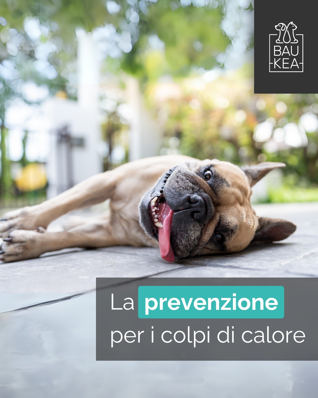 Sogni già le vacanze? 🏖️

Se porti il tuo amico a quattro zampe con te, la preparazione è metà del divertimento! 🐾 

Non dimenticare l'essenziale per un viaggio sereno e sicuro. Dai documenti ai giochi preferiti, pensiamo a tutto!

Cosa non manca mai nella valigia del tuo pet? Inizia dal comfort con un trasportino omologato! 

Scoprili su 👇
www.baukea.com 

BauKea🐾
Pet Lifestyle

#BauKea #PetLifeStyle #ViaggiConBauKea #PetInViaggio #VacanzeAQuattroZampe #TravelPet