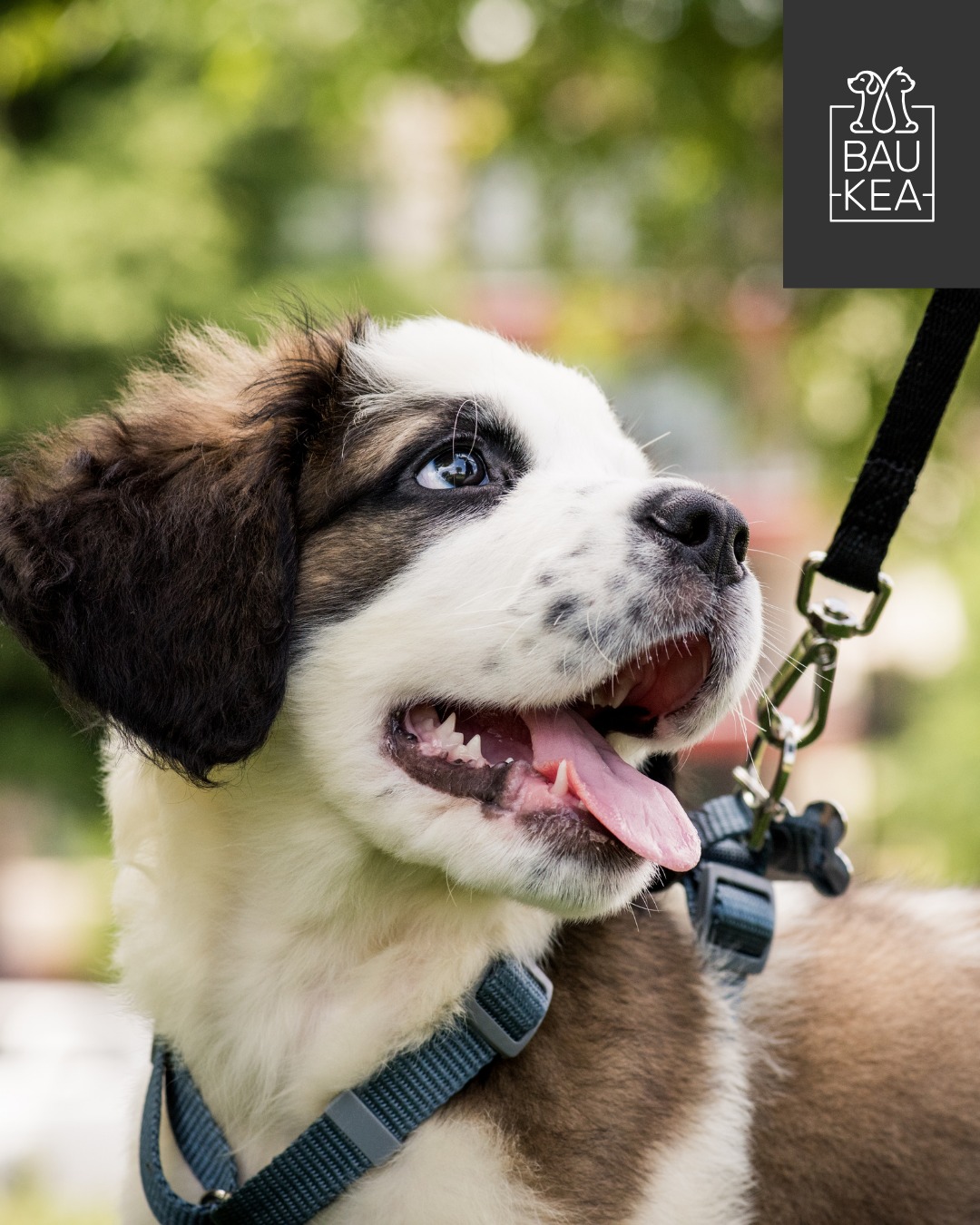 🐶 Attività all’aperto 🌿

L’esercizio fisico all’aria aperta non è solo un passatempo: è una componente essenziale per la salute psico-fisica del cane.

Passeggiate regolari, corse libere e stimolazioni ambientali aiutano a:

✅ Ridurre lo stress e prevenire l’ansia
✅ Mantenere il peso forma e una muscolatura sana
✅ Sviluppare le capacità cognitive attraverso l’esplorazione
✅ Migliorare la socializzazione con altri cani e persone

In natura, il cane è un esploratore per istinto. 

Offrirgli occasioni quotidiane di movimento e scoperta all’aperto significa rispettare la sua etologia e garantirgli una vita equilibrata. 🐾

www.baukea.com 

BauKea🐾
Pet Lifestyle

#BauKea #PetLifeStyle #Cani #BenesserePet #PetAiutanti