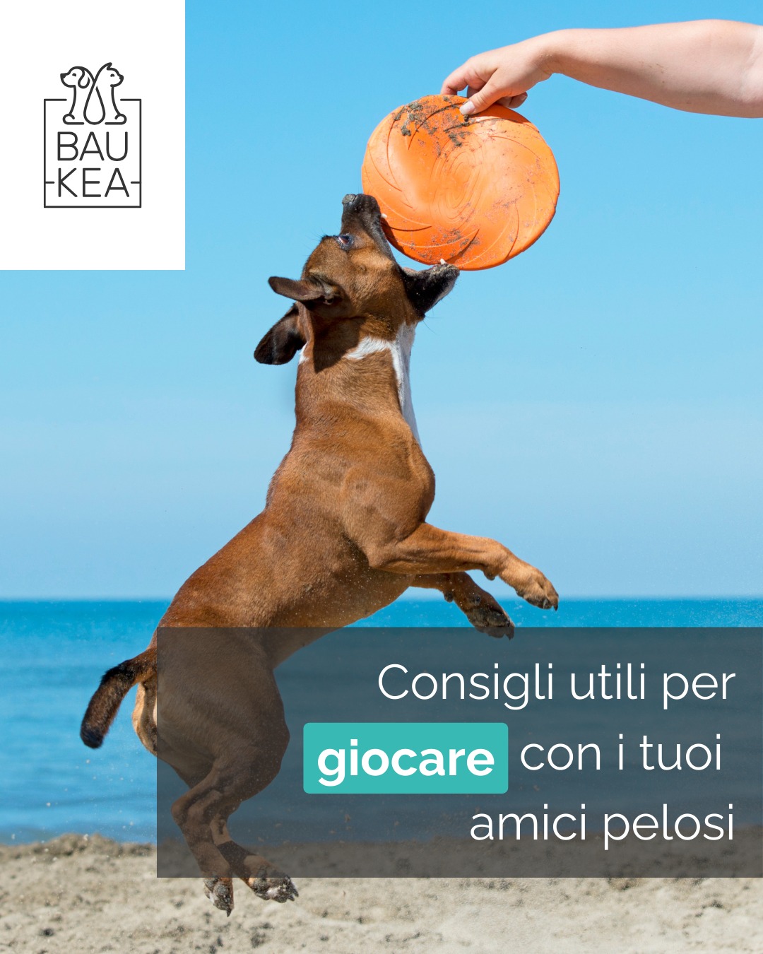L'estate è anche tempo di giochi! 🤩 

Il gioco è vitale per il benessere fisico e mentale del tuo pet, ma in estate è importante adattare le attività alle temperature. 

Ecco alcuni consigli utili per giocare con i tuoi amici pelosi:
➜ Giochi d'acqua: Le palline galleggianti e i giocattoli specifici per l'acqua possono essere un'ottima fonte di divertimento e refrigerio. Opta per giochi rinfrescanti e meno intensi durante le ore più calde.
➜ Sessioni brevi: Prediligi sessioni di gioco più brevi ma più frequenti, specialmente al mattino presto o al tramonto.
➜ Puzzle food: I giochi di attivazione mentale con cibo nascosto sono perfetti per stimolare il tuo pet in casa senza farlo affaticare troppo.
➜ Ombra e riposo: Assicurati sempre che ci sia un'area ombreggiata per il riposo e che il tuo pet abbia accesso costante all'acqua.

Non perdere i nostri giochi su 👇
www.baukea.com 

BauKea🐾
Pet Lifestyle

#BauKea #PetLifeStyle #GiochiEstivi #PetFreschi #DivertimentoConBauKea #EstateGiochi