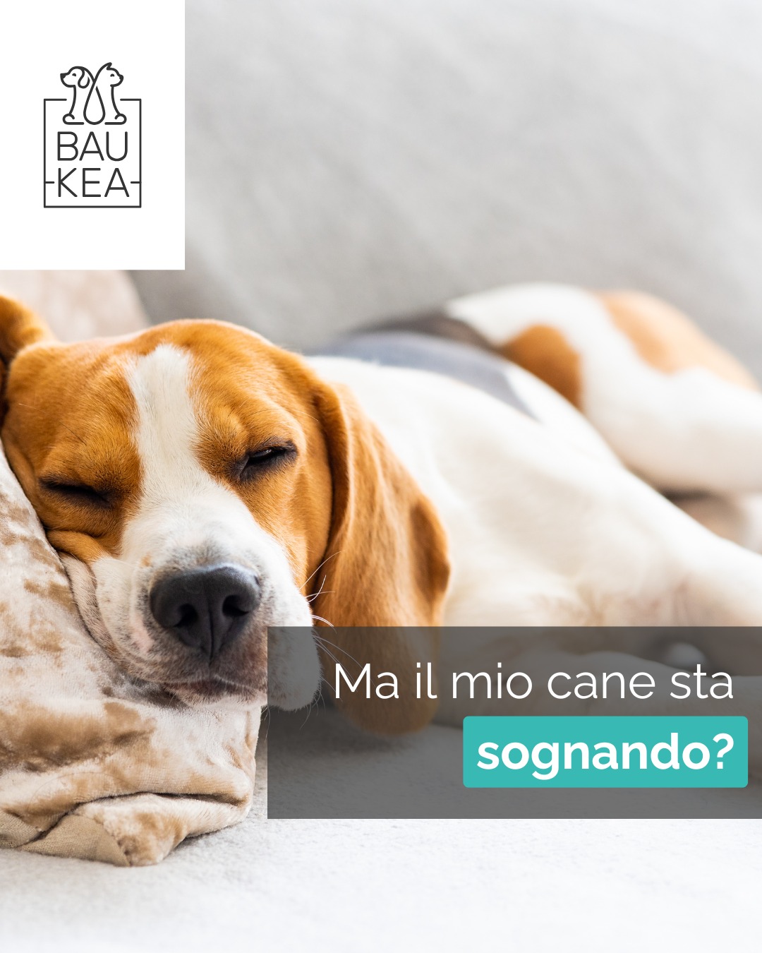 Hai mai osservato il tuo cane dormire e ti sei chiesto se stia sognando? 💭 

La risposta è sì, proprio come noi! Durante il sonno REM, i cani possono avere movimenti involontari: zampe che scattano, guaiti, tremolii. Stanno probabilmente rivivendo le avventure della giornata, magari correndo dietro a un coniglio o giocando al parco!

Il sonno è fondamentale per il loro benessere fisico e mentale, aiuta a consolidare la memoria e a ridurre lo stress. Assicurati che il tuo fedele amico abbia un luogo tranquillo e confortevole dove riposare e sognare in pace.

Per un sonno da campioni, scopri le nostre cucce ortopediche e materassini rinfrescanti su BauKea.com! 💤

BauKea🐾
Pet Lifestyle

#CaniCheSognano #SonnoDelCane #CuriositàCanina #BenesserePet #BauKeaConsiglia