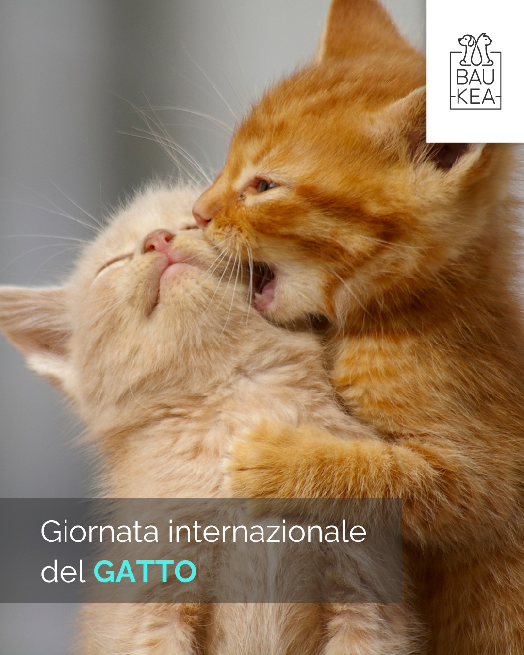 Preparati a un mare di fusa e coccole! Oggi, 8 Agosto, è la Giornata Internazionale del Gatto! 😻 Celebriamo questi magnifici felini, veri maestri di grazia, indipendenza e affetto discreto.

Dalle loro buffe marachelle ai momenti di pura dolcezza, i gatti riempiono le nostre vite di gioia e mistero. Dedica un momento speciale al tuo micio: una sessione di gioco extra, uno snack goloso o semplicemente una lunga carezza.

Su BauKea.com trovi tutto per viziare il tuo gatto: dai giochi più divertenti ai tiragraffi più resistenti! ✨

www.baukea.com 

BauKea🐾
Pet Lifestyle

#InternationalCatDay #GiornataMondialeDelGatto #AmoIlMioGatto #GattiFelici #BauKeaPerGatti