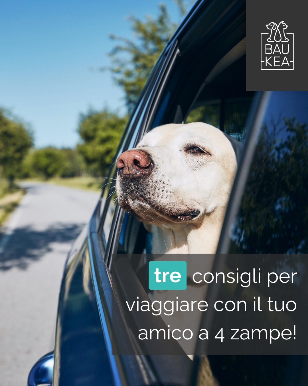 ✈️ In viaggio con chi ami di più 🐾

Le vacanze sono ancora più belle quando c’è anche il tuo compagno a quattro zampe! Che sia un weekend fuori porta o un’avventura on the road, viaggiare con il tuo pet è un’esperienza unica… ma serve un po’ di organizzazione! 

Ecco 3 consigli pratici per partire col piede giusto:

🦴 𝘗𝘳𝘦𝘱𝘢𝘳𝘢 𝘶𝘯𝘢 𝘱𝘦𝘵-𝘣𝘢𝘨: ciotole, acqua, snack, giochi, sacchetti igienici, lettiera (per i gatti) e un telo per ogni evenienza.
🐾  𝘈𝘣𝘪𝘵𝘶𝘢𝘭𝘰 𝘢𝘭 𝘵𝘳𝘢𝘴𝘱𝘰𝘳𝘵𝘪𝘯𝘰 𝘰 𝘢𝘭𝘭’𝘢𝘶𝘵𝘰: qualche breve uscita prima della partenza aiuta a ridurre l’ansia da viaggio.
📑 𝘋𝘰𝘤𝘶𝘮𝘦𝘯𝘵𝘪 𝘪𝘯 𝘳𝘦𝘨𝘰𝘭𝘢: libretto sanitario, microchip e – se viaggi all’estero – passaporto europeo per animali.

E ricordati, ogni viaggio è più bello con loro al tuo fianco. ❤️

www.baukea.com 

BauKea🐾
Pet Lifestyle

#BauKea #PetLifeStyle #Cani #BenesserePet #PetAiutanti