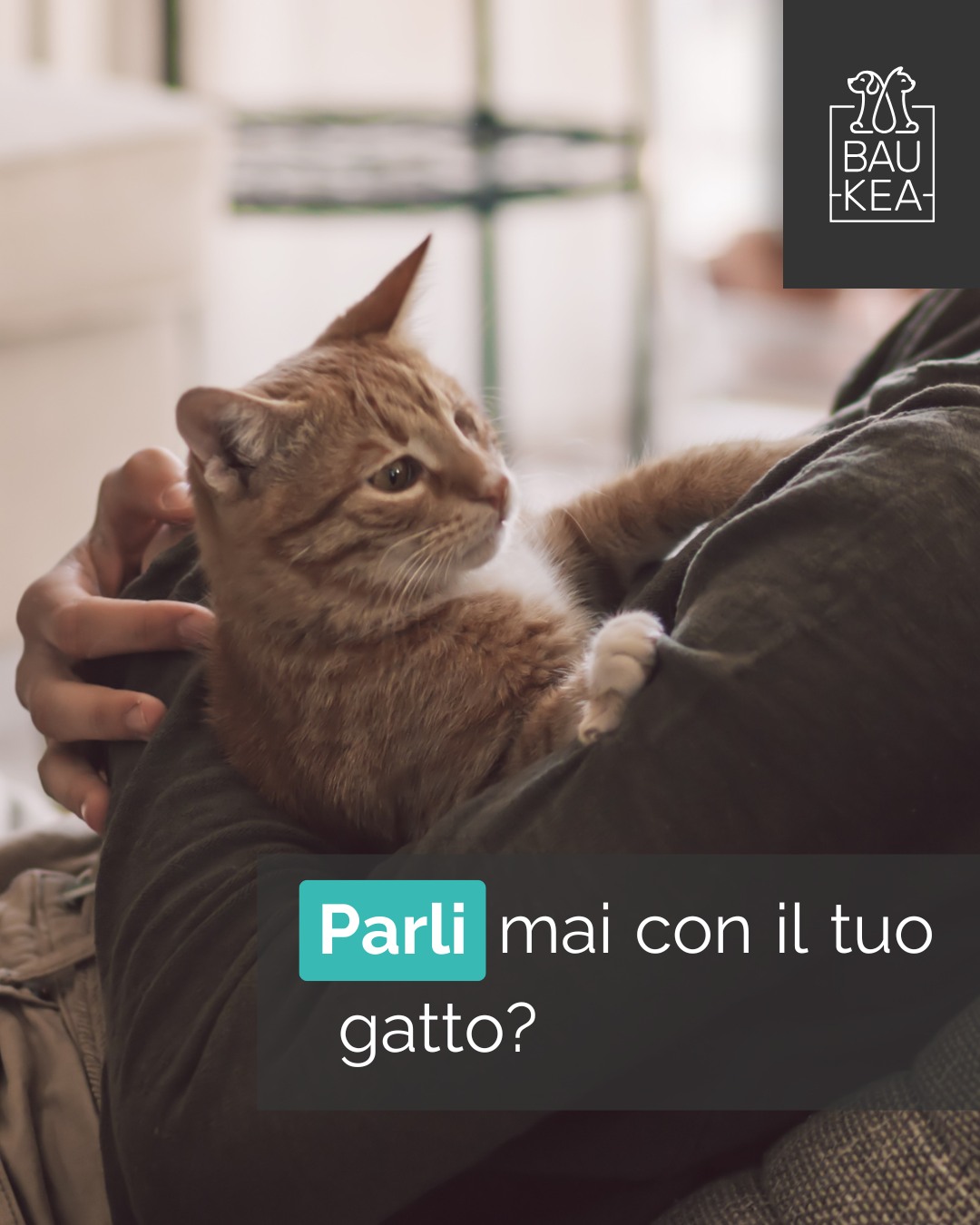 Ti sei mai chiesto se il tuo gatto capisce davvero quando gli parli? 💬 
La scienza ci dice che i gatti sono molto più attenti di quanto pensiamo! 

Riconoscono il loro nome e distinguono la voce del padrone da quella degli sconosciuti. La loro capacità di comprendere è legata al tono e alla frequenza.

Inoltre, ci rispondono con miagolii, fusa e posture del corpo uniche, creando un linguaggio tutto loro. Ogni fusa ha un significato, ogni strusciata è una conversazione! È un legame speciale che si rafforza con ogni interazione.

Continua a parlargli e a coccolarlo: il dialogo con il tuo micio è un tesoro prezioso! ❤️

www.baukea.com 

BauKea🐾
Pet Lifestyle

#CuriositàFelina #GattiIntelligenti #ComunicazionePet #BauKeaCuriosità