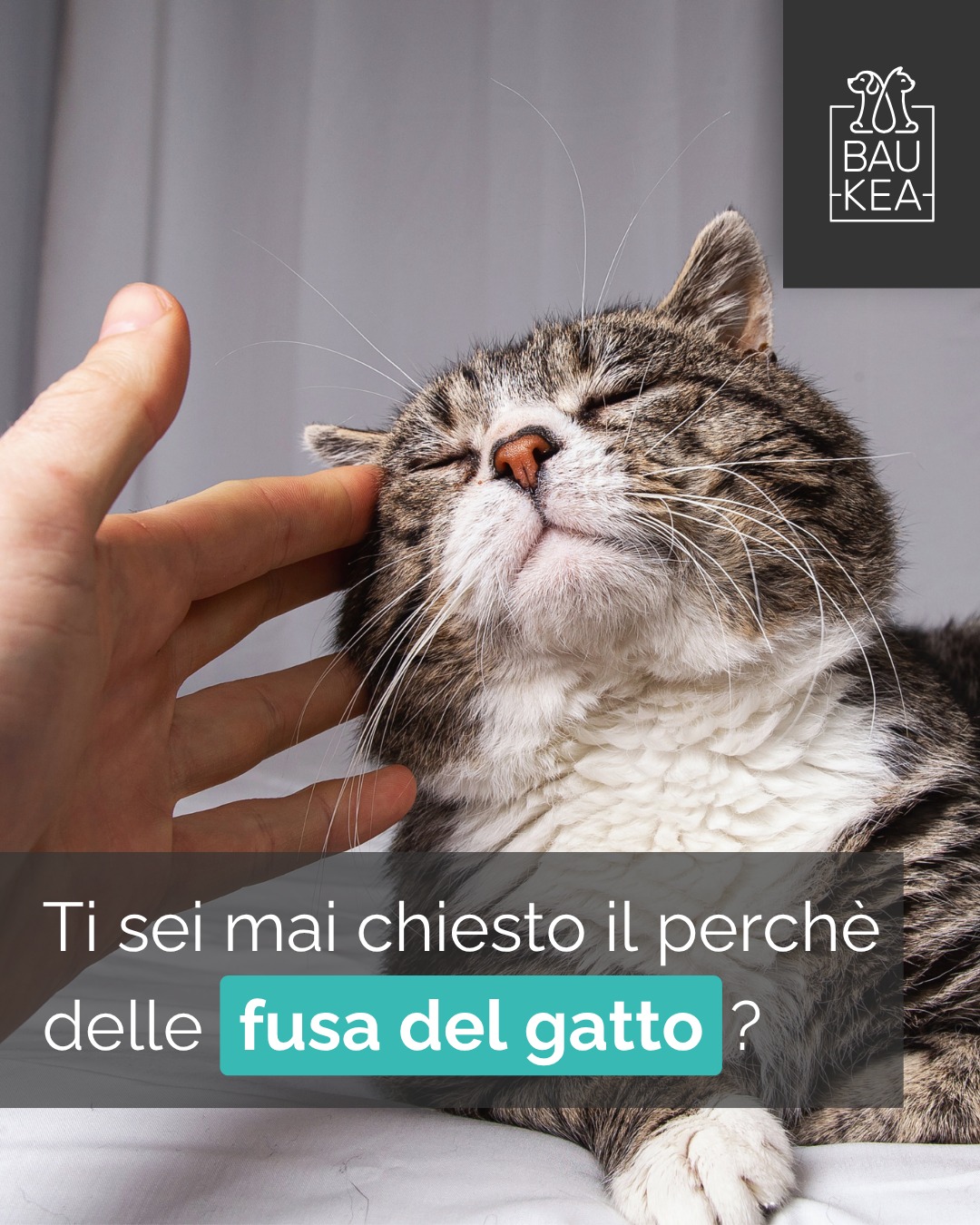 Quel suono vibrante e rilassante... il fusa del gatto è una delle cose più belle! Ma ti sei mai chiesto perché lo fanno? 🐾 Non è solo segno di felicità! I gatti fanno le fusa anche per calmarsi in situazioni di stress, per chiedere attenzione o addirittura per auto-curarsi.

Ogni vibrazione è un messaggio, una forma di comunicazione profonda con noi e con il mondo che li circonda. È il loro modo speciale di esprimere comfort, contentezza e un profondo legame.

Avvicinati, ascolta bene... e lasciati avvolgere da questa melodia magica! 🥰

www.baukea.com 

BauKea🐾
Pet Lifestyle

#FusaDiGatto #CuriositàFelina #LinguaggioDelGatto #AmoreFelino #BauKeaCuriosità