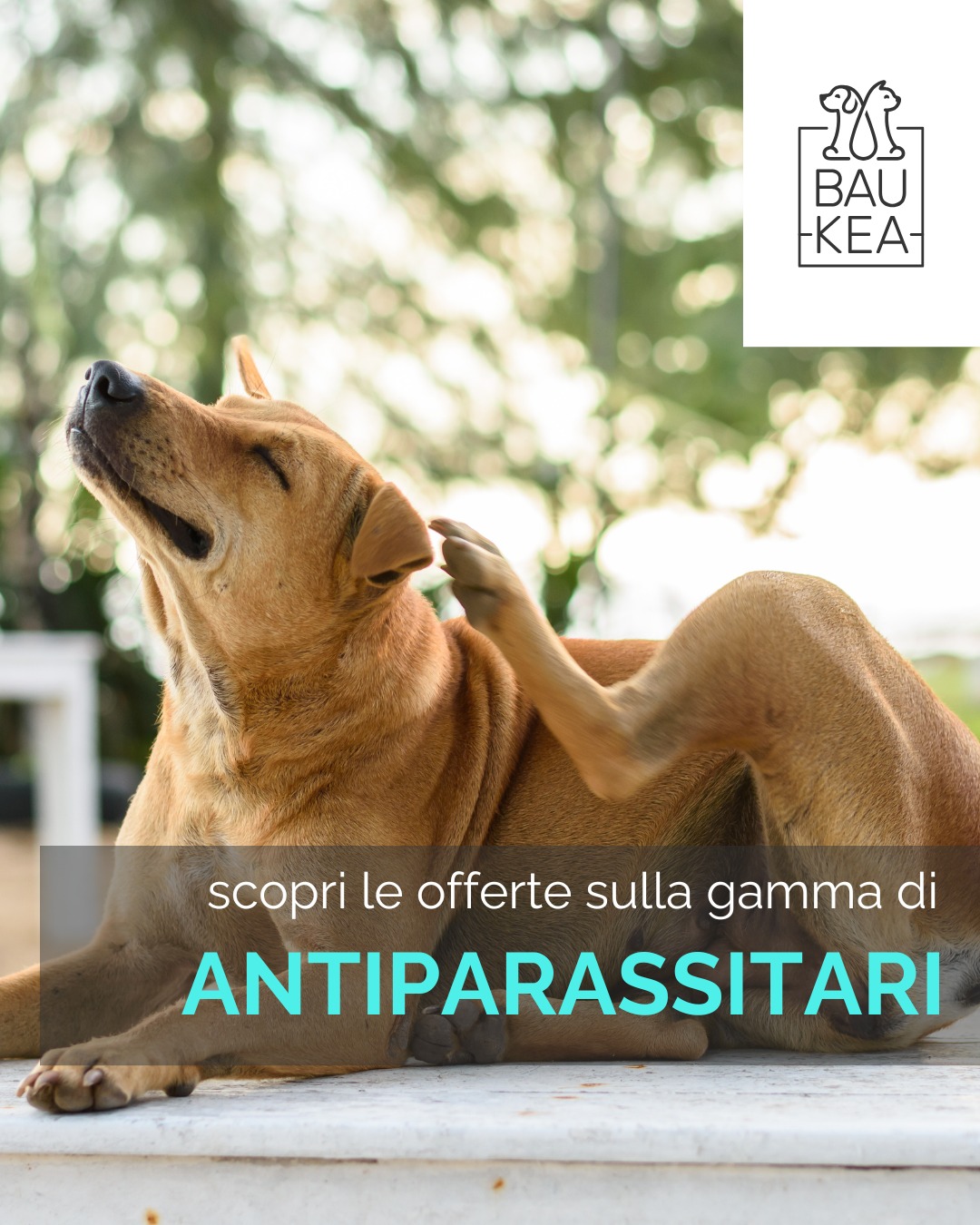 L'estate è meravigliosa, ma i parassiti non aspettano! 

🚫 Pulci, zecche e zanzare sono in agguato e possono trasmettere malattie pericolose ai tuoi amici pelosi. Non rischiare la loro salute e la tua tranquillità!

Per tutto il mese di Luglio, BauKea ti offre sconti imperdibili su tutta la gamma di antiparassitari! Che tu preferisca pipette, collari o compresse, abbiamo la soluzione giusta per il tuo cane e il tuo gatto. La prevenzione è la chiave per un'estate senza preoccupazioni.

Visita subito BauKea.com e proteggi il tuo pet con la nostra offerta speciale! 

BauKea🐾
Pet Lifestyle

#PromoBauKea #Antiparassitari #EstateSenzaPensieri #ProteggiIlTuoPet #SaldiEstivi