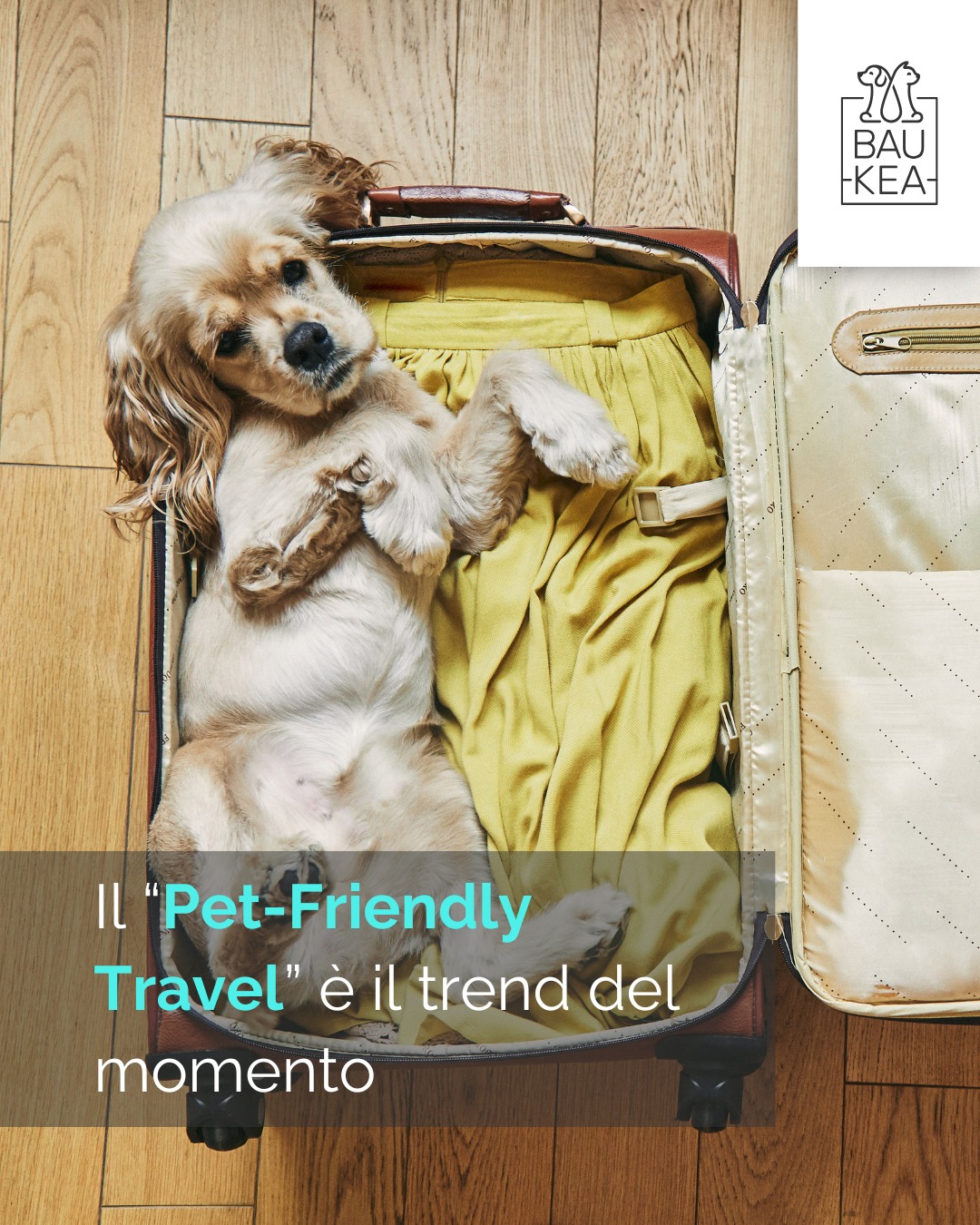 L'estate è il momento di staccare la spina, e sempre più persone scelgono di non lasciare a casa il proprio amico a quattro zampe! 

🌍 Il "Pet-Friendly Travel" è il trend del momento, con hotel, ristoranti e spiagge che si attrezzano per accogliere al meglio i nostri compagni pelosi.

Dalle guide online per destinazioni pet-friendly ai servizi dedicati, viaggiare con il tuo pet è sempre più facile e divertente. Ricorda solo di pianificare in anticipo e di avere tutta l'attrezzatura necessaria per il comfort e la sicurezza del tuo animale.

Prepara le valigie per un'avventura indimenticabile! Su BauKea.com trovi trasportini, borracce da viaggio e accessori per un viaggio al top. 🎒

BauKea🐾
Pet Lifestyle

#PetFriendlyTravel #VacanzeConIlPet #ViaggiConCane #EstateAQuattroZampe #BauKeaTrend