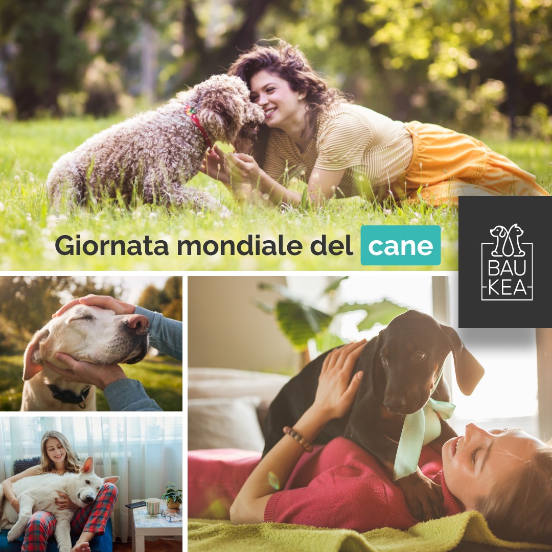 Celebriamo insieme la 𝗚𝗶𝗼𝗿𝗻𝗮𝘁𝗮 𝗠𝗼𝗻𝗱𝗶𝗮𝗹𝗲 𝗱𝗲𝗹 𝗖𝗮𝗻𝗲! 🐶🎉

Per rendere omaggio a questi meravigliosi compagni, è importante prendersi cura della loro salute e del loro benessere, partendo dalle loro esigenze nutritive.

Ecco alcuni consigli per assicurarti che il tuo cane riceva la migliore alimentazione possibile:

🥩 Proteine di Qualità: Le proteine sono essenziali quindi scegli alimenti che contengono carne di alta qualità come pollo, manzo o pesce.
🥕 Verdure e Frutta: Ingredienti come carote, spinaci, mele e mirtilli possono fornire vitamine e antiossidanti preziosi.
🦴 Integratori: Glucosamina e condroitina possono aiutare le articolazioni, mentre i probiotici possono migliorare la digestione.
💧 Acqua Fresca e Pulita: Assicurati che il tuo cane abbia sempre accesso a acqua fresca e pulita. L'idratazione è fondamentale per la loro salute.

Buona Giornata Mondiale del Cane a tutti da BauKea! ❤️

www.baukea.com

BauKea 🐾
Pet Lifestyle

#BauKea #PetLifestyle #GiornataMondialeDelCane #Cani #BenessereAnimali #Estate #Nutrimento