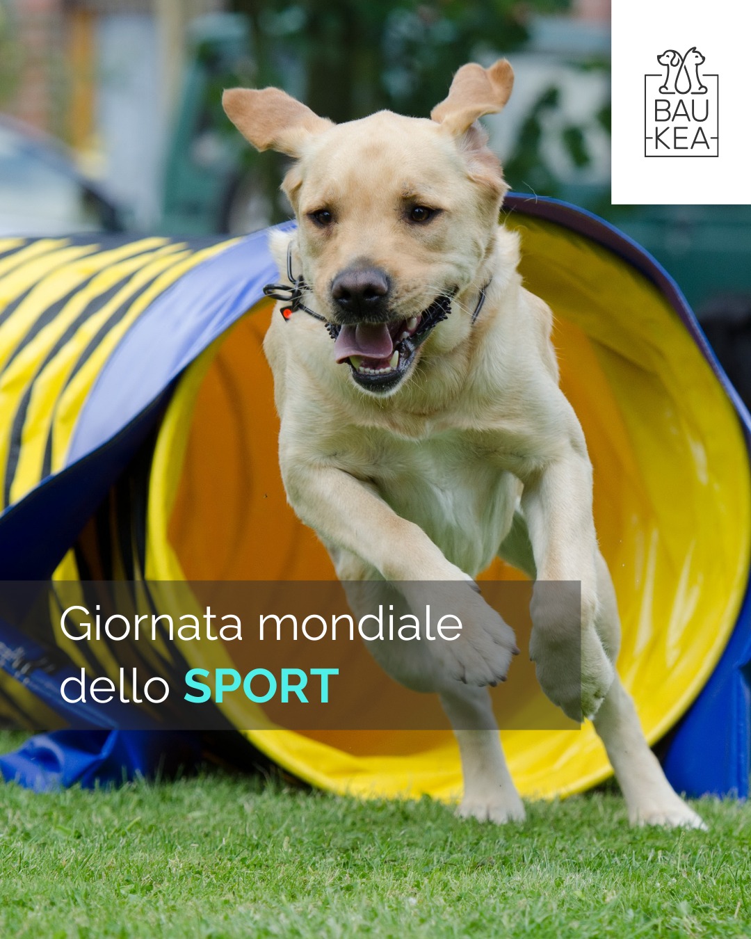 Il divertimento a quattro zampe inizia dall'Agility Dog! 🐶

Per la giornata mondiale dello sport vogliamo celebrare  il legame speciale con i nostri amici pelosi, praticando uno sport che unisce agilità e complicità. 

L'Agility Dog migliora la fiducia e la comunicazione con l'animale.

Seguendo delle regole ben determinate, il cane compie un percorso predefinito senza indossare collare o guinzaglio, mentre il proprietario lo guida attraverso dei segali vocali e il linguaggio del corpo.

L'attività fisica è importante per il benessere fisico e mentale del cane, non perdere l'opportunità di fare sport, costruire fiducia e condividere momenti indimenticabili con il tuo compagno peloso! 😉

www.baukea.com

BauKea
Pet Lifestyle

#GiornataMondialeDelloSport #Sport #BenesserePet #PetLifeStyle #BauKea