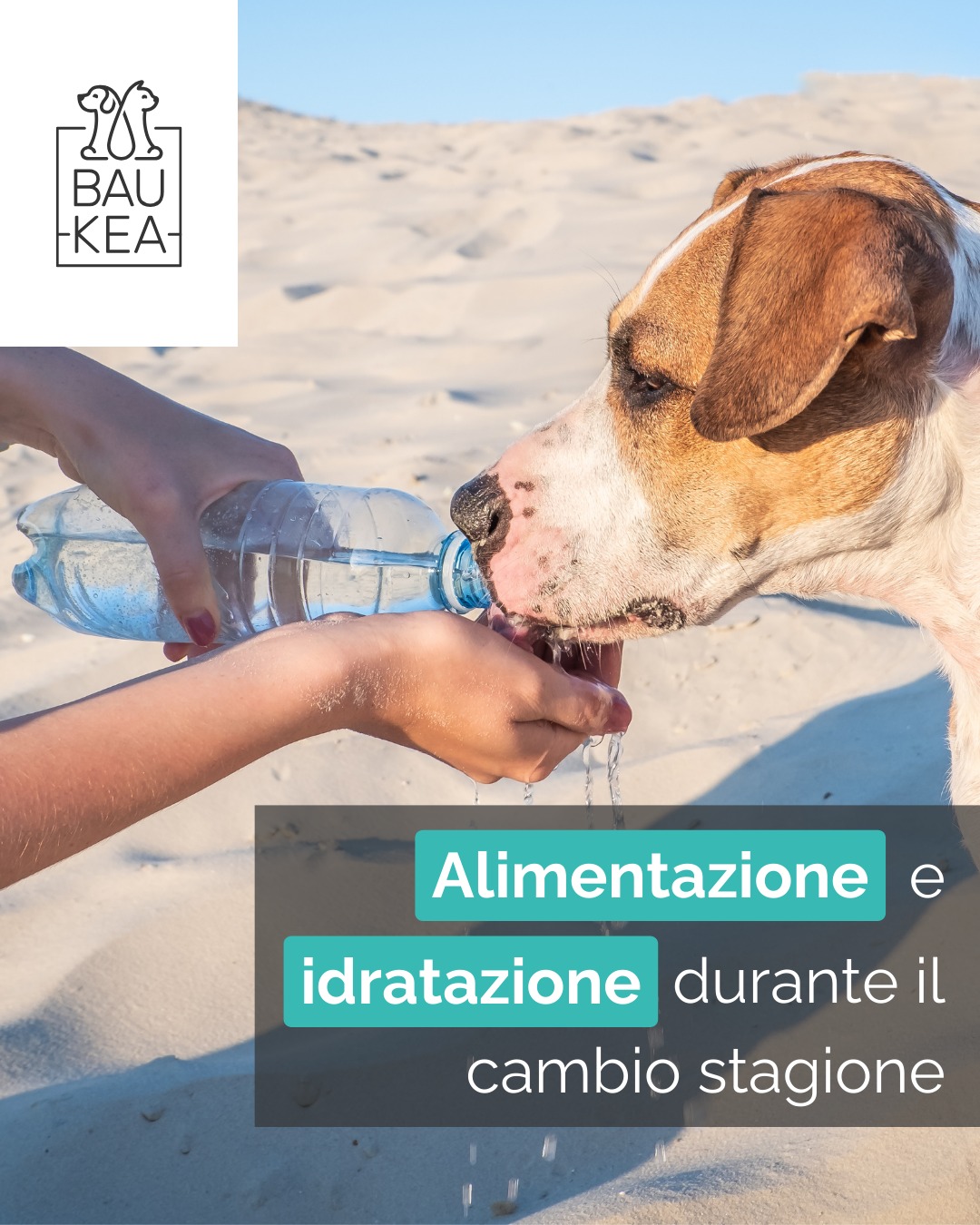 🌸 𝐏𝐫𝐢𝐦𝐚𝐯𝐞𝐫𝐚 𝐚 𝟒 𝐳𝐚𝐦𝐩𝐞: alimentazione & idratazione 🐶💧

Con le giornate che si allungano e le temperature che iniziano a salire, è il momento perfetto per fare un check all’alimentazione e all’idratazione del tuo cane!

Ecco qualche consiglio utile per affrontare al meglio la stagione:

🥦 𝘊𝘪𝘣𝘰 𝘱𝘪𝘶̀ 𝘭𝘦𝘨𝘨𝘦𝘳𝘰: se il tuo cane ha ridotto l’attività fisica durante l’inverno, valuta con il vet se è il caso di riequilibrare l’apporto calorico.
💧 𝘈𝘤𝘲𝘶𝘢 𝘴𝘦𝘮𝘱𝘳𝘦 𝘧𝘳𝘦𝘴𝘤𝘢: cambia l’acqua più spesso del solito e assicurati che ci sia sempre una ciotola disponibile, soprattutto dopo le passeggiate.
🍉 𝘚𝘯𝘢𝘤𝘬 𝘪𝘥𝘳𝘢𝘵𝘢𝘯𝘵𝘪: via libera a frutta e verdura (adatte ai cani!) come anguria, carote o cetriolo. Sono gustose, ricche d’acqua e perfette come premio.
☀️ 𝘈𝘵𝘵𝘦𝘯𝘻𝘪𝘰𝘯𝘦 𝘢𝘭 𝘤𝘢𝘭𝘥𝘰: già in primavera, l’asfalto può scaldarsi parecchio. Preferisci le ore più fresche per le uscite.

www.baukea.com 

BauKea🐾
Pet Lifestyle

#BauKea #PetLifeStyle #Cani #BenesserePet #PetAiutanti