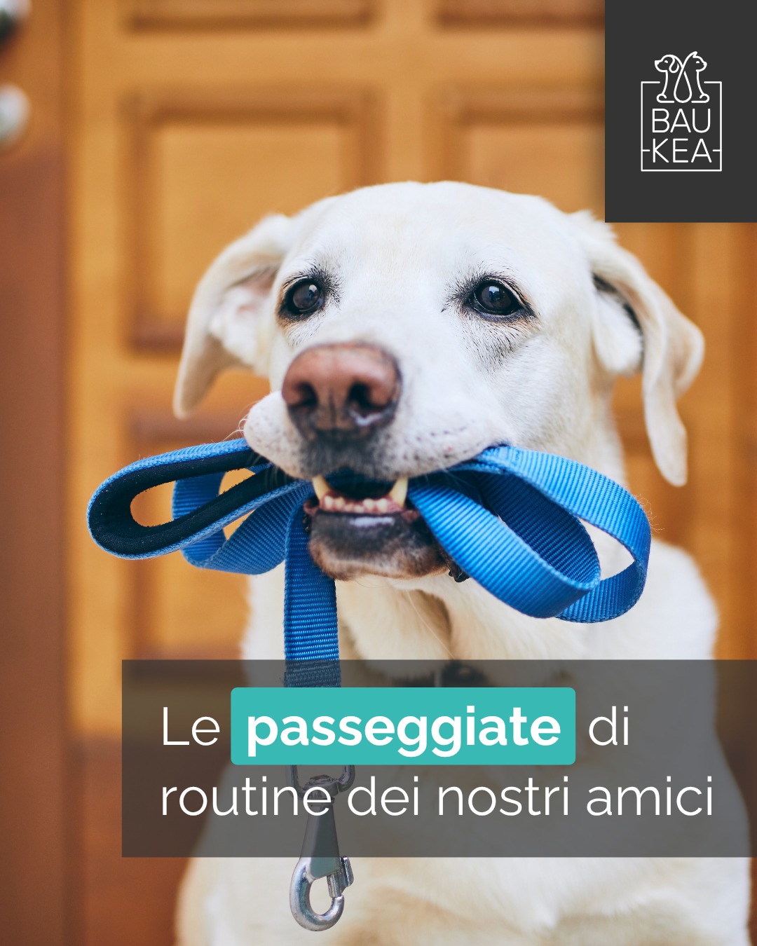 Le vacanze stanno per finire per molti, e il rientro alla routine può essere un momento delicato anche per i nostri pet! 🏡 È importante aiutarli ad adattarsi gradualmente al cambiamento degli orari e delle abitudini.

Reintroduci gradualmente gli orari di pappa e passeggiate. Dedica tempo a giochi tranquilli e coccole per rassicurarli. Se il tuo pet ha trascorso le vacanze in un ambiente diverso, offrigli spazio per riadattarsi e non forzarlo.

Per rendere il rientro più dolce, scegli i nostri materassini relax o i giochi interattivi che stimolano la mente! 

Li trovi su www.baukea.com 😌

www.baukea.com 

BauKea🐾
Pet Lifestyle

#RientroDalleVacanze #RoutinePet #BenesserePostVacanze #BauKeaConsiglia #AdattamentoPet