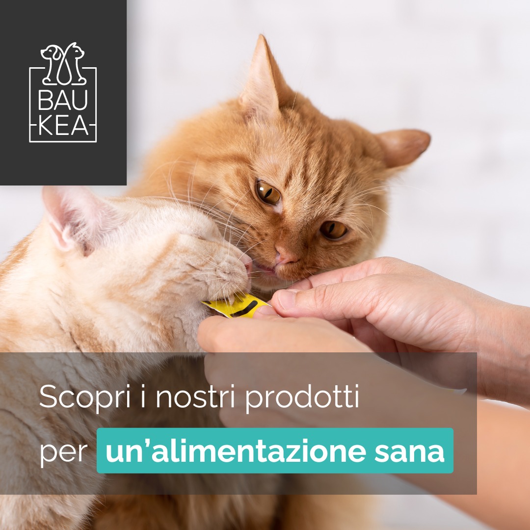 Alimentazione sana per gatti 🐾

L'alimentazione del gatto è molto più che una semplice routine quotidiana: è la base della sua salute e vitalità. Una dieta equilibrata e di qualità aiuta a prevenire malattie, favorisce un pelo lucido, denti sani e assicura al tuo micio energia per affrontare le sue giornate!

Cosa cercare in un buon alimento per gatti? 🐱

1. 𝙄𝙣𝙜𝙧𝙚𝙙𝙞𝙚𝙣𝙩𝙞 𝙙𝙞 𝙦𝙪𝙖𝙡𝙞𝙩𝙖̀: preferisci alimenti con fonti proteiche di alta qualità, come pollo, tacchino o pesce, senza riempitivi come cereali e zuccheri aggiunti.
2. 𝙀𝙦𝙪𝙞𝙡𝙞𝙗𝙧𝙞𝙤 𝙣𝙪𝙩𝙧𝙞𝙯𝙞𝙤𝙣𝙖𝙡𝙚: il cibo deve fornire la giusta combinazione di proteine, grassi e vitamine per supportare lo sviluppo e il mantenimento muscolare e la salute degli organi.

Da BauKea, trovi solo alimenti selezionati che rispettano la salute del tuo gatto, aiutandolo a vivere una vita lunga e felice. 💛

Scopri la nostra gamma e scegli il meglio per il tuo micio!

www.baukea.com

BauKea 🐾
Pet Lifestyle

#BauKea #PetLifestyle #AlimentazioneSana #GattiFelici #PetCare #NutrizioneFelina