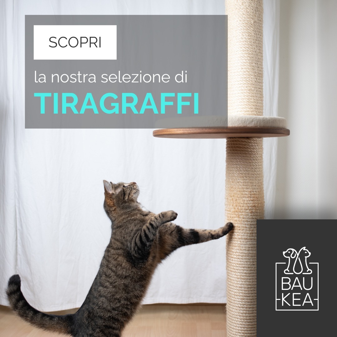 Amanti dei gatti, lo sappiamo bene… 🐾

Convivere con un gatto significa convivere anche con i piccoli "artisti dei graffi". Ma chi ha detto che il loro spirito creativo debba sfogarsi sui vostri mobili?

Da BauKea trovate tiragraffi che non solo faranno felice il vostro micio, ma che si integrano perfettamente nella vostra casa, senza compromettere lo stile. Un piccolo angolo per lui, e il vostro salotto resta intatto!

Scopri la selezione sul nostro shop!

www.baukea.com

BauKea 🐾
Pet Lifestyle

#BauKea #PetLifestyle #GattiFelici #Tiragraffi