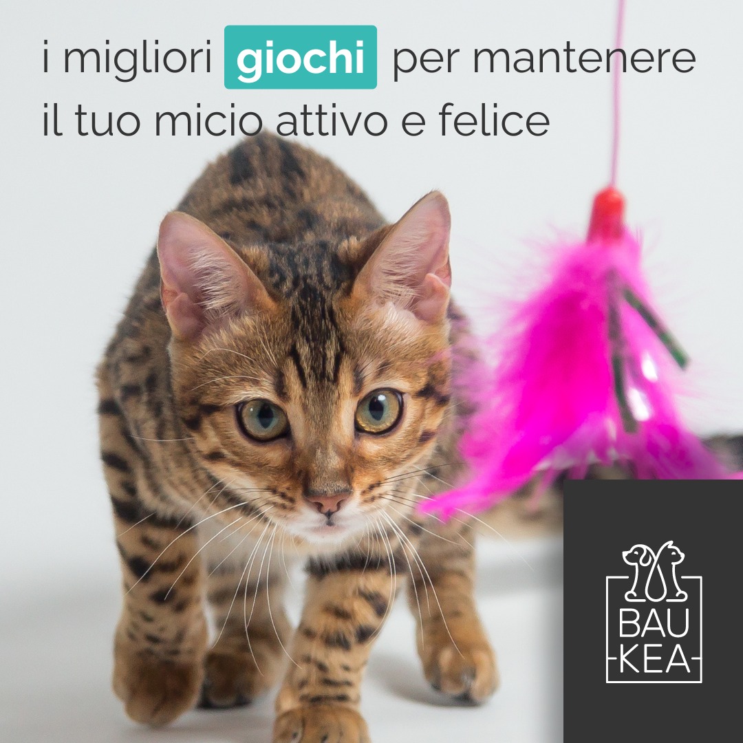 Tutti i giochi da fare con il tuo Gatto! 😺

I gatti adorano inseguire, arrampicarsi, nascondersi e fare agguati, quindi, ecco alcuni spunti per mantenere il tuo micio attivo e felice:

🎣 𝘐𝘯𝘴𝘦𝘨𝘶𝘪𝘮𝘦𝘯𝘵𝘰 𝘦 𝘊𝘢𝘤𝘤𝘪𝘢: usa bacchette con le piume, canne da pesca per gatti e laser per stimolare il loro istinto di caccia.

🧗 𝘈𝘳𝘳𝘢𝘮𝘱𝘪𝘤𝘢𝘵𝘢 𝘦 𝘔𝘰𝘣𝘪𝘭𝘪𝘵𝘢̀: una struttura per arrampicarsi aiuta il tuo gatto a sviluppare equilibrio e agilità. È anche un ottimo modo per farlo sfogare!

📦 𝘛𝘪𝘳𝘢𝘨𝘳𝘢𝘧𝘧𝘪 𝘦 𝘢𝘧𝘧𝘪𝘭𝘢𝘵𝘶𝘳𝘢 𝘈𝘳𝘵𝘪𝘨𝘭𝘪: fornisci un tiragraffi o un oggetto adatto per affilare gli artigli. Questo non solo soddisfa un bisogno naturale, ma protegge anche i tuoi mobili.

🐁 𝘛𝘦𝘤𝘯𝘪𝘤𝘢 𝘥𝘪 𝘢𝘨𝘨𝘶𝘢𝘵𝘰: scegli giocattoli che il tuo gatto può trattare come prede. Questo gli permette di esercitarsi nell'agguato e tenerlo mentalmente e fisicamente stimolato.

Visita BauKea per una vasta selezione di giochi e accessori perfetti per il tuo gatto! 🛒✨

www.baukea.com

BauKea 🐾
Pet Lifestyle

#BauKea #PetLifestyle #GiochiPerGatti #AmantiDeiGatti #DivertimentoFelino